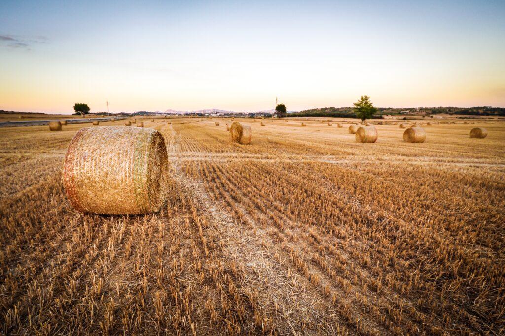 plant-hay-field-wheat-prairie-food-harvest-crop-soil-agriculture-plain-straw-rural-area-grass-family-182528